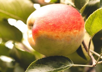 Marketing Produktfoto roter Apfel Baum