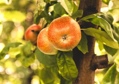 Marketing Apfel rot Baum Produktfoto