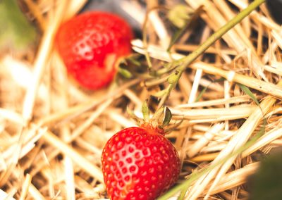 Marketing Produktfoto Erdbeeren rot Feld